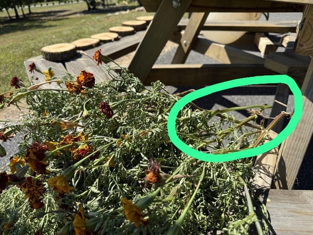 Optical Illusion Answer