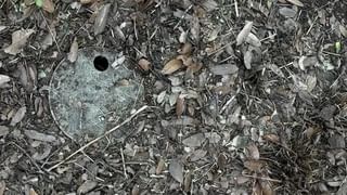 Viral: ಬೆಂಗಳೂರಿನ ವಿದ್ಯಾರ್ಥಿ ಭವನಕ್ಕೆ ಭೇಟಿ ನೀಡಿ ಖಾದ್ಯ ಸವಿದ ಇಸ್ರೋದ ಮಾಜಿ ಅಧ್ಯಕ್ಷ ಡಾ. ಎಸ್. ಸೋಮನಾಥ್, ವೈರಲ್ ಆಯ್ತು ಫೋಟೋಸ್