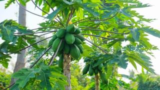 Navaratri 2025: ನವರಾತ್ರಿಯ ಸಮಯದಲ್ಲಿ ದುರ್ಗಾ ದೇವಿಗೆ ಎಂದಿಗೂ ಈ ಹಣ್ಣುಗಳನ್ನು ಅರ್ಪಿಸಬೇಡಿ