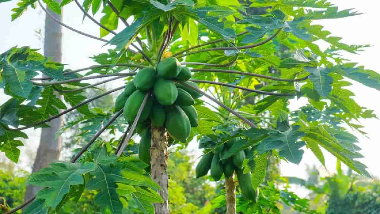 Vasthu Tips: ಮನೆ ಮುಂದೆ ಪಪ್ಪಾಯಿ ಗಿಡ ನೆಡಬಾರದೇ? ವಾಸ್ತು ತಜ್ಞರು ಹೇಳುವುದೇನು?