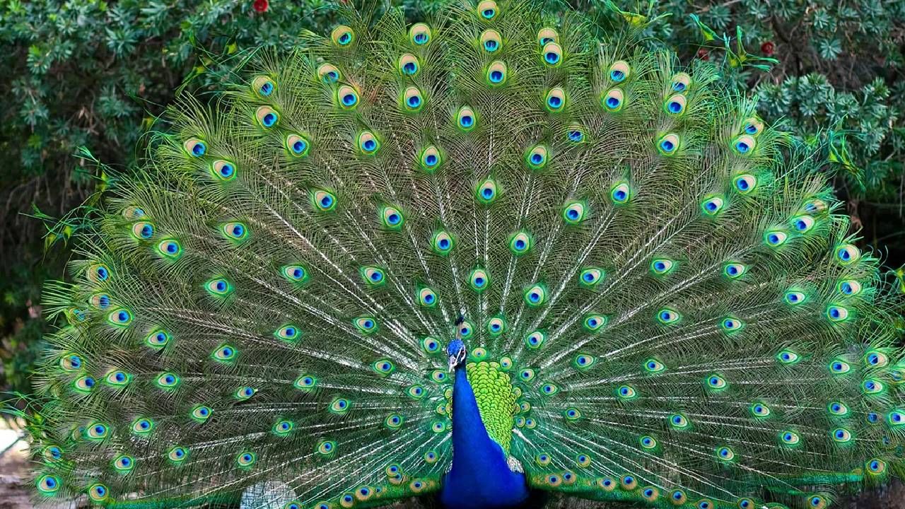 Video: ನವಿಲಿಗೆ ಆಕ್ಸಿಡೆಂಟ್ ಆಗಿದ್ರೆ ಏನಾಗಿದೆ ನೋಡೋದ್ರ ಬದಲು ಗರಿಗಳನ್ನು ಕಿತ್ತುಕೊಂಡು ಹೋದ ಜನ Video: ನವಿಲಿಗೆ ಆಕ್ಸಿಡೆಂಟ್ ಆಗಿದ್ರೆ ಏನಾಗಿದೆ ನೋಡೋದ್ರ ಬದಲು ಗರಿಗಳನ್ನು ಕಿತ್ತುಕೊಂಡು ಹೋದ ಜನ