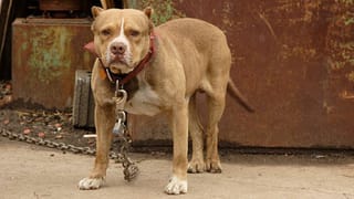 ಇಂಡಿಗೋ ವಿಮಾನದಲ್ಲಿ ಹರ ಹರ ಮಹಾದೇವ್ ಎನ್ನುತ್ತಾ ಅನುಚಿತವಾಗಿ ವರ್ತಿಸಿದ ಕುಡುಕ