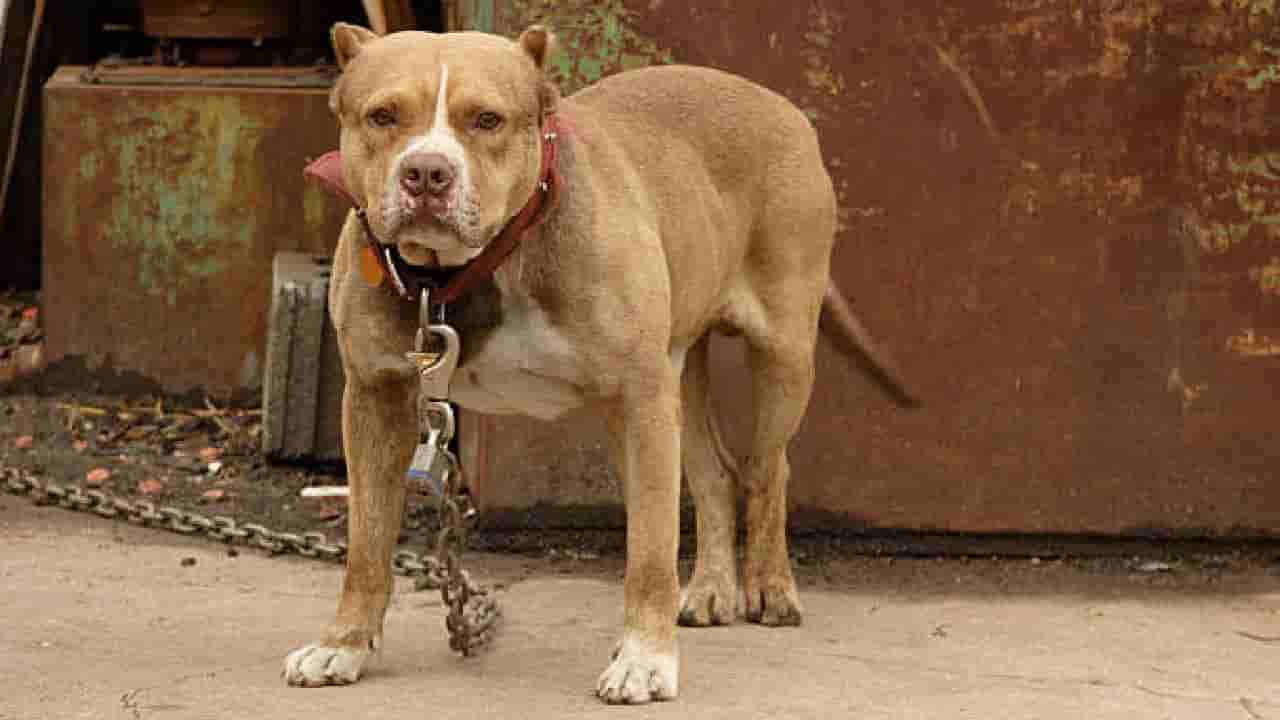 ಪಿಟ್ಬುಲ್ ನಾಯಿಯ ಕಾಲು ಕತ್ತರಿಸಿದ ಕೇರಳದ ವ್ಯಕ್ತಿಯ ಬಂಧನ