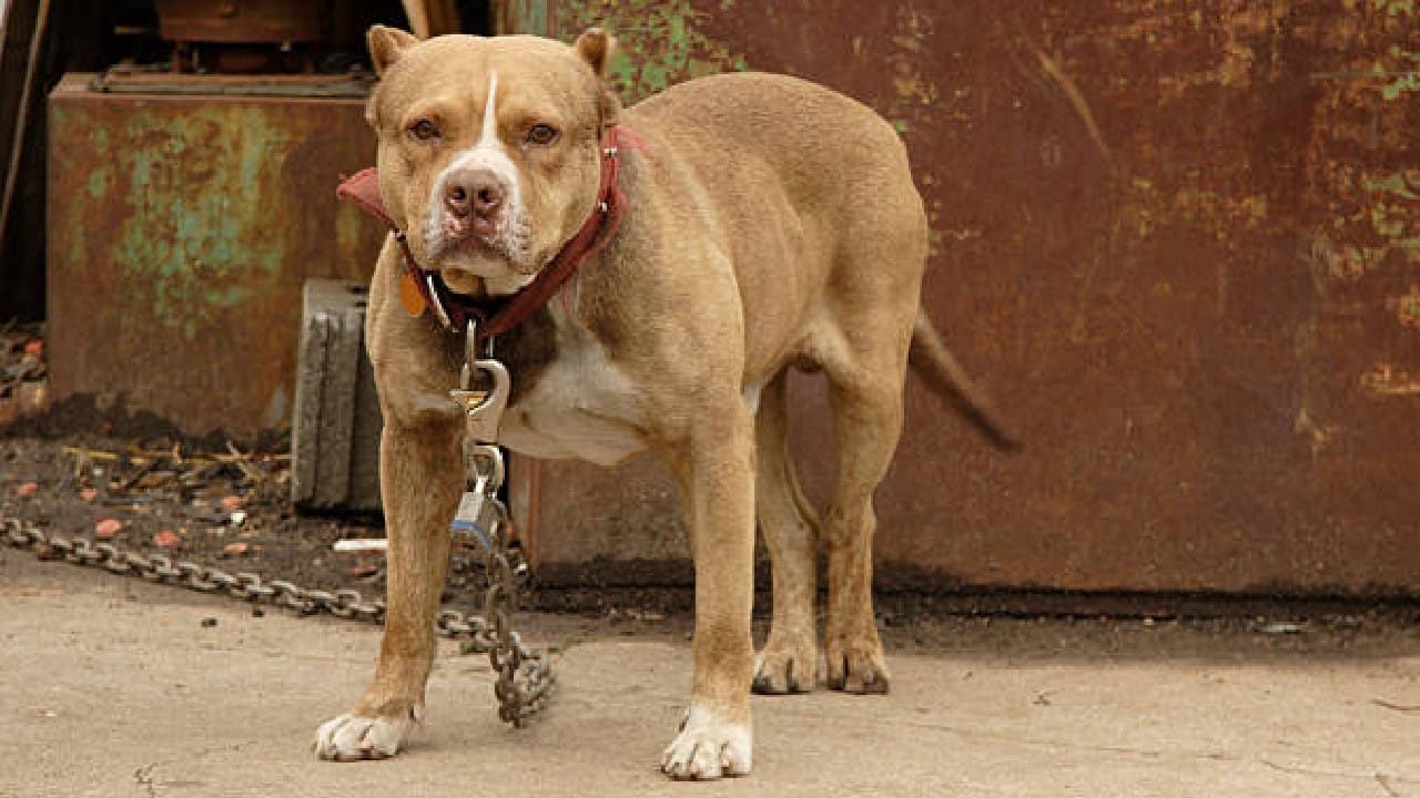 ಪಿಟ್ಬುಲ್ ನಾಯಿಯ ಕಾಲು ಕತ್ತರಿಸಿದ ಕೇರಳದ ವ್ಯಕ್ತಿಯ ಬಂಧನ ಪಿಟ್ಬುಲ್ ನಾಯಿಯ ಕಾಲು ಕತ್ತರಿಸಿದ ಕೇರಳದ ವ್ಯಕ್ತಿಯ ಬಂಧನ