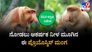 World Bamboo Day 2025: ಪರಿಸರ ಸಮತೋಲನದಿಂದ ಕೃಷಿಯವರೆಗೆ ಬಿದಿರಿನ ಉಪಯೋಗ ಹಲವು