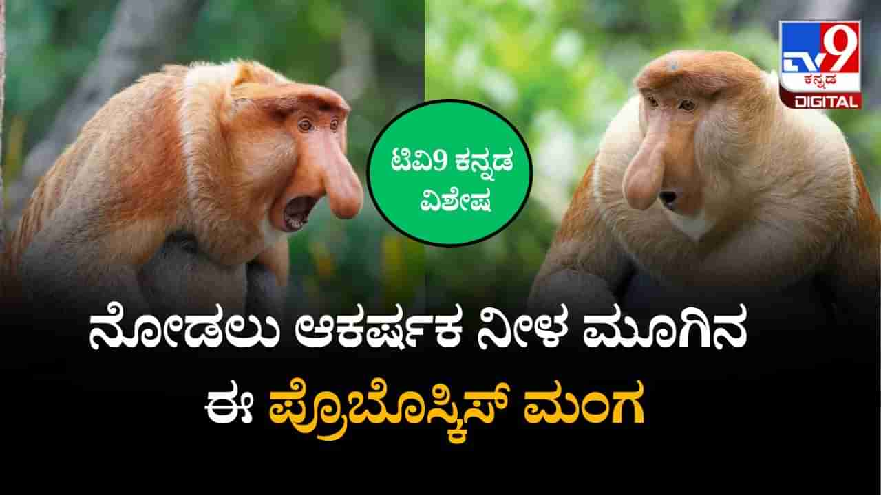 ಕೋತಿಗಳ ಸಾಮ್ರಾಜ್ಯದಲ್ಲಿ ಆಕರ್ಷಕ ಪ್ರೊಬೊಸ್ಕಿಸ್ ತಳಿ; ಉದ್ದನೆಯ ಮೂಗುಳ್ಳ ಈ ಕೋತಿಯ ವಿಶೇಷತೆಯೇನು?