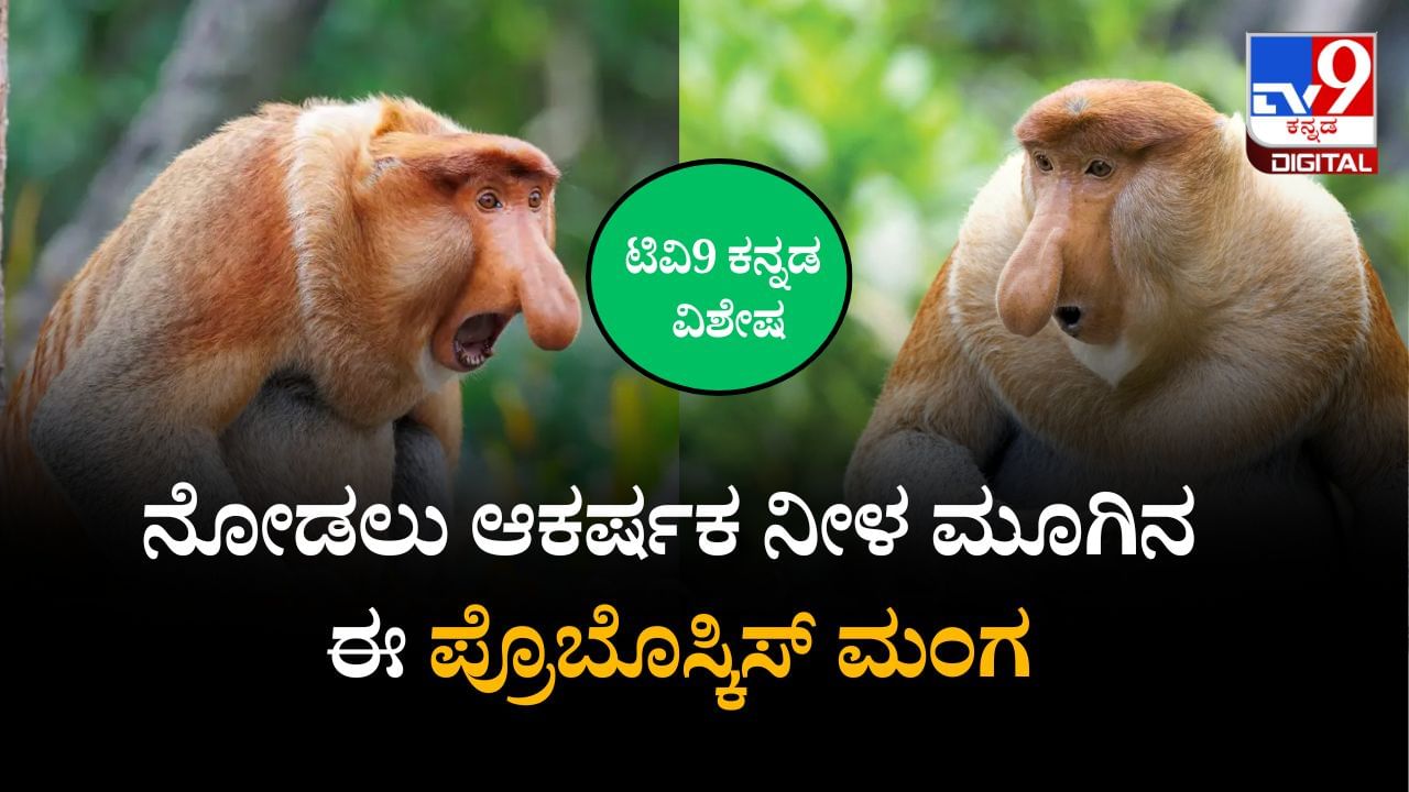 ಕೋತಿಗಳ ಸಾಮ್ರಾಜ್ಯದಲ್ಲಿ ಆಕರ್ಷಕ ಪ್ರೊಬೊಸ್ಕಿಸ್ ತಳಿ; ಉದ್ದನೆಯ ಮೂಗುಳ್ಳ ಈ ಕೋತಿಯ ವಿಶೇಷತೆಯೇನು? ಕೋತಿಗಳ ಸಾಮ್ರಾಜ್ಯದಲ್ಲಿ ಆಕರ್ಷಕ ಪ್ರೊಬೊಸ್ಕಿಸ್ ತಳಿ; ಉದ್ದನೆಯ ಮೂಗುಳ್ಳ ಈ ಕೋತಿಯ ವಿಶೇಷತೆಯೇನು?