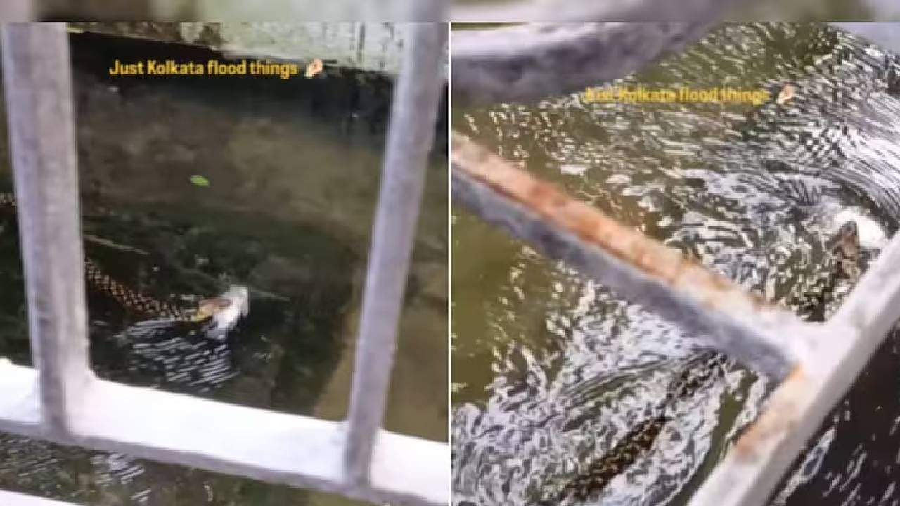 Video: ಬಾಯಲ್ಲಿ ಮೀನು ಕಚ್ಚಿಕೊಂಡು ಪ್ರವಾಹದ ನೀರಲ್ಲಿ ಹಾವಿನ ಈಜಾಟ Video: ಬಾಯಲ್ಲಿ ಮೀನು ಕಚ್ಚಿಕೊಂಡು ಪ್ರವಾಹದ ನೀರಲ್ಲಿ ಹಾವಿನ ಈಜಾಟ