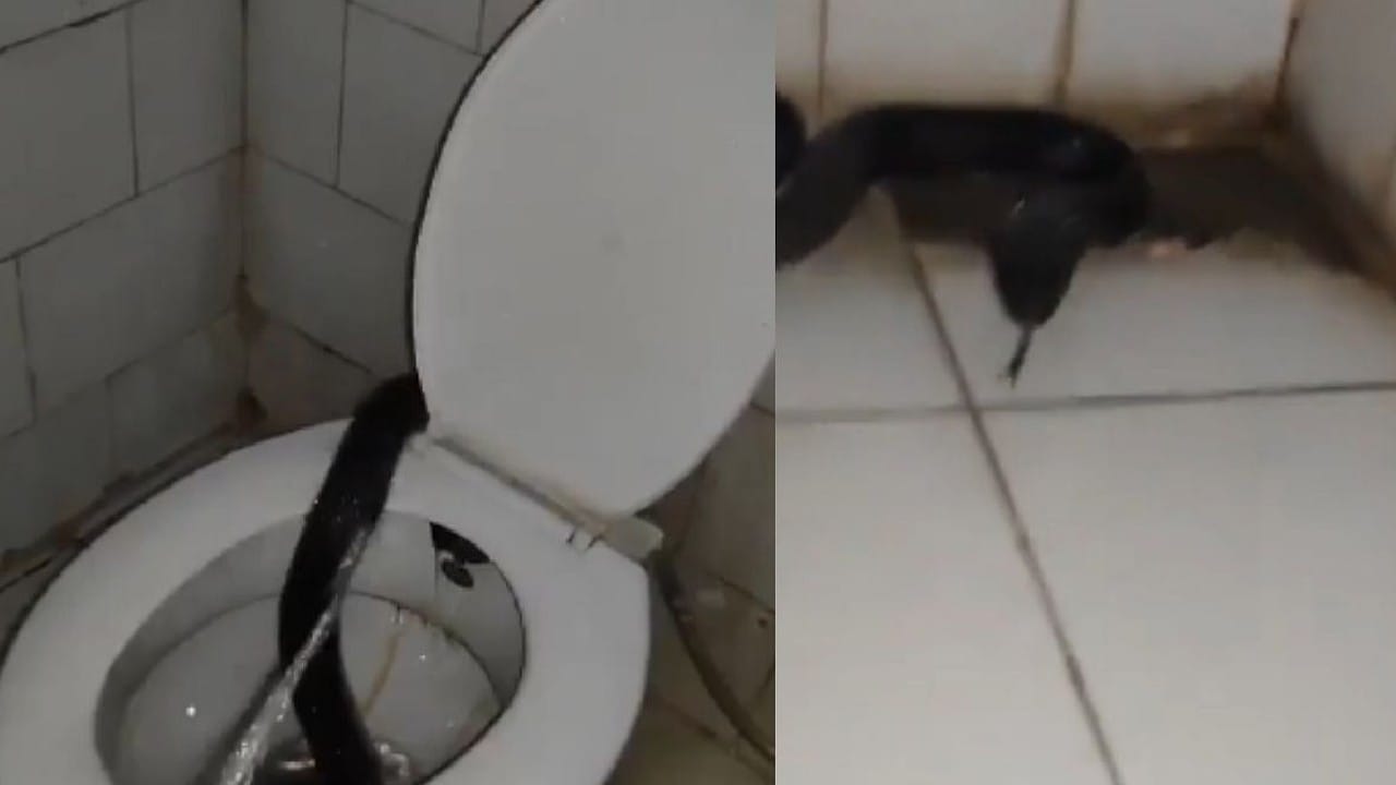ವೈದ್ಯರ ಹಾಸ್ಟೆಲ್ ಟಾಯ್ಲೆಟ್ ಕಮೋಡ್ನೊಳಗೆ ನಾಗರಹಾವು! ವೈದ್ಯರ ಹಾಸ್ಟೆಲ್ ಟಾಯ್ಲೆಟ್ ಕಮೋಡ್ನೊಳಗೆ ನಾಗರಹಾವು!