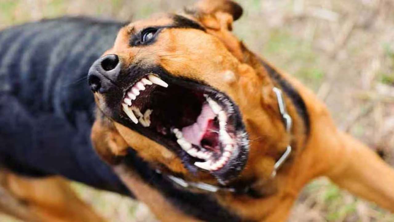 ತುಮಕೂರು: ಕೋರ್ಟ್​​ಗೂ ಬಂದು ದಾಳಿ ಮಾಡಿದ ಬೀದಿನಾಯಿ; ಹೊಡೆದು ಕೊಂದ ಸ್ಥಳೀಯರು!