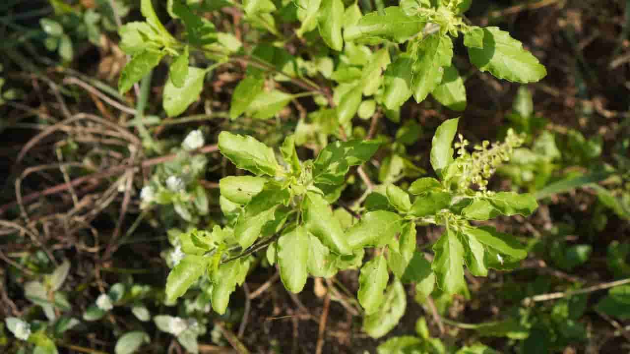 ಎಷ್ಟು ಔಷಧಿಗಳ ಸೇವನೆ ಮಾಡಿದರೂ ಜೀರ್ಣಕ್ರಿಯೆ ಸರಿಯಾಗಿ ಆಗದಿದ್ದರೆ ಈ ರೀತಿ ಮಾಡಿ