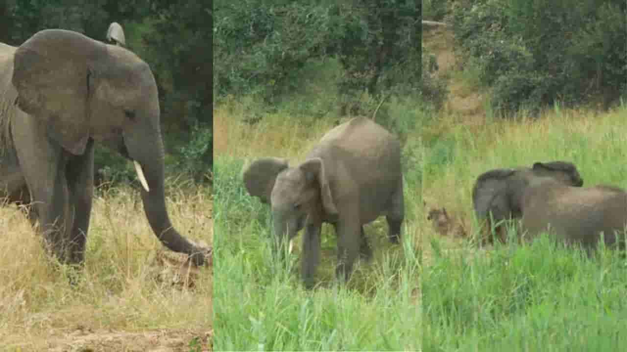 Video: ಸತ್ತು ಹೋದ ಆನೆಯ ತಲೆಬುರುಡೆಯನ್ನು ಕಂಡು ರೋಧಿಸಿದ ಹೆಣ್ಣಾನೆ