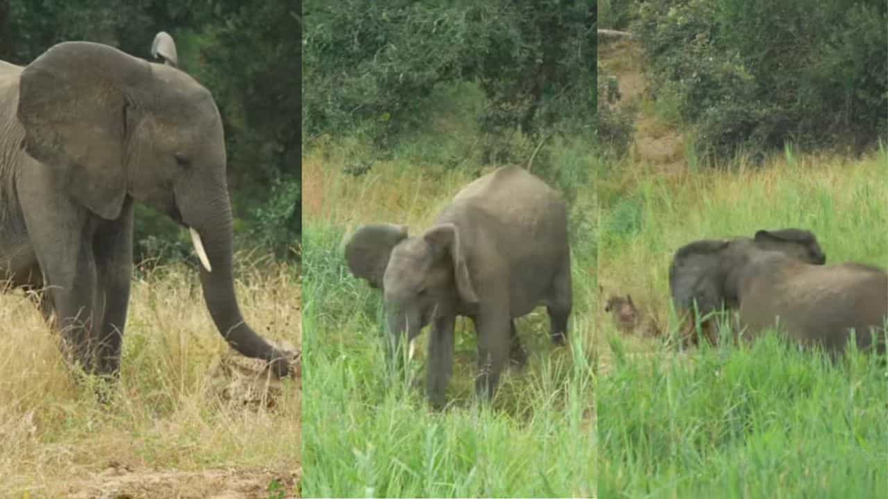 Video: ಸತ್ತು ಹೋದ ಆನೆಯ ತಲೆಬುರುಡೆಯನ್ನು ಕಂಡು ರೋಧಿಸಿದ ಹೆಣ್ಣಾನೆ
