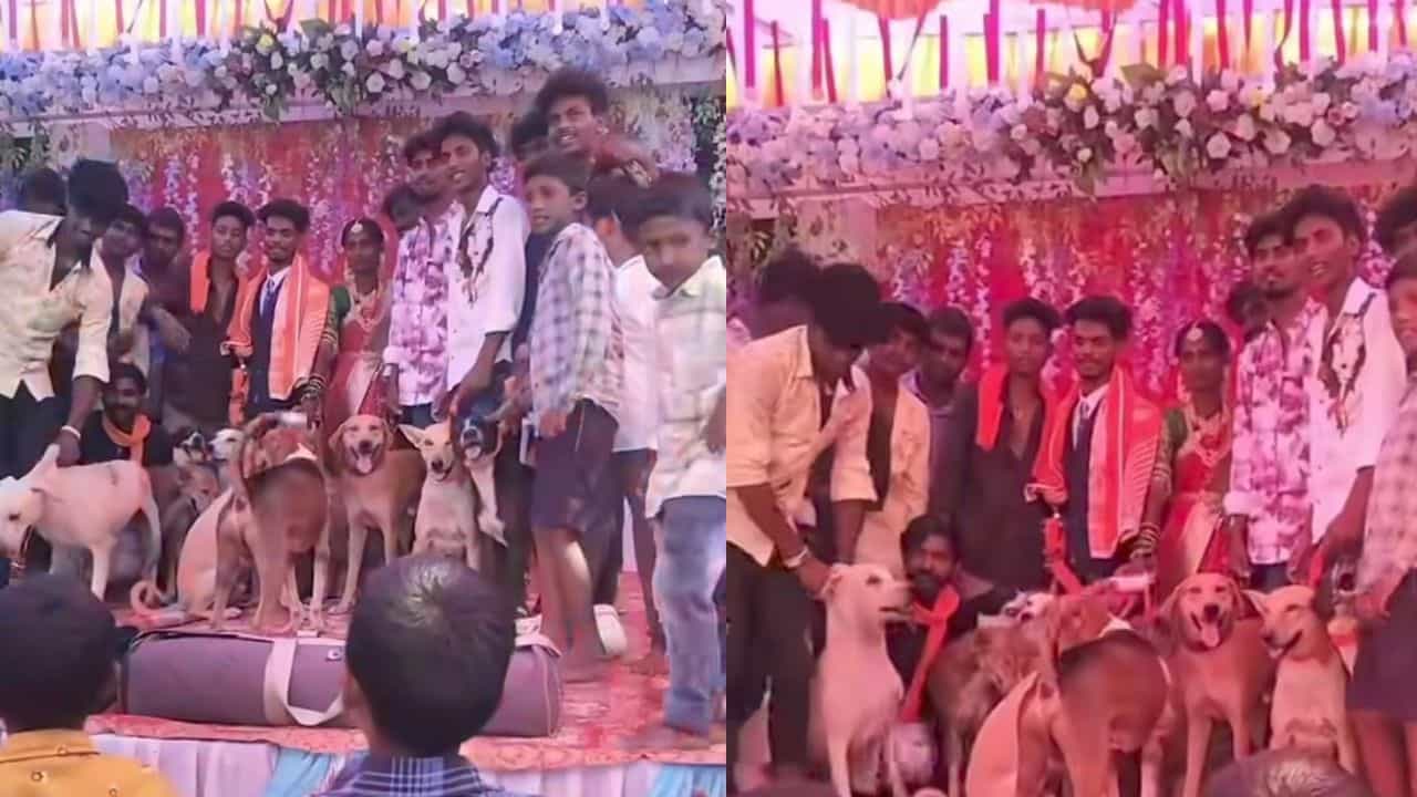Video: ಬೀದಿ ನಾಯಿಗಳನ್ನು ತನ್ನ ಮದುವೆಗೆ ಆಹ್ವಾನಿಸಿ, ಫೋಟೋ ಕ್ಲಿಕಿಸಿ ಖುಷಿಪಟ್ಟ ವ್ಯಕ್ತಿ