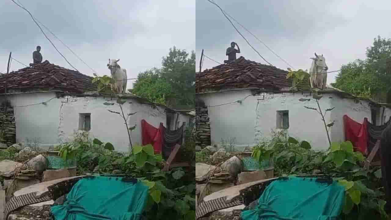 Video: ಅಲ್ಲ ನೀನೂ ಮೇಲೆ ಹೇಗೆ ಹೋದೆ? ಶ್ವಾನಗಳಿಗೆ ಹೆದರಿ ಮನೆಯ ಛಾವಣಿ ಹತ್ತಿದ ಹಸು