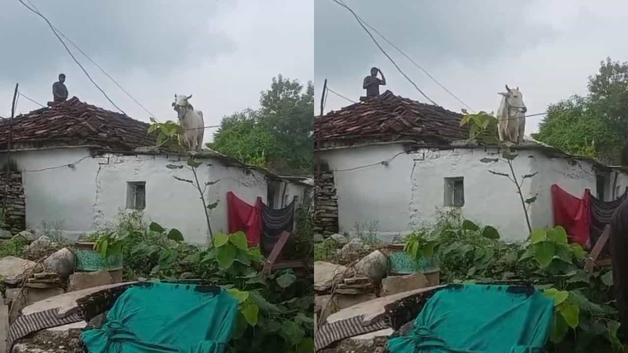 Video: ಅಲ್ಲ ನೀನೂ ಮೇಲೆ ಹೇಗೆ ಹೋದೆ? ಶ್ವಾನಗಳಿಗೆ ಹೆದರಿ ಮನೆಯ ಛಾವಣಿ ಹತ್ತಿದ ಹಸು