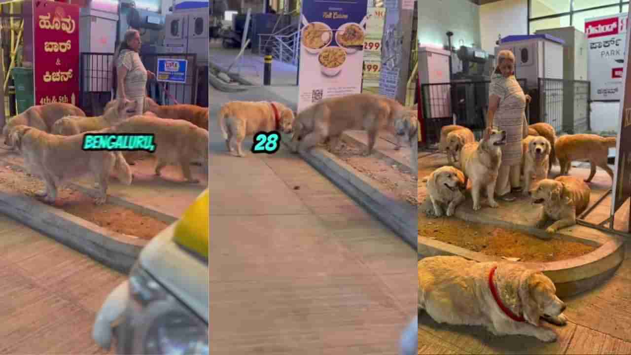 Video: ಒಂದಲ್ಲ ಎರಡಲ್ಲ 28 ಗೋಲ್ಡನ್‌ ರಿಟ್ರೈವರ್ ಶ್ವಾನಗಳ ಜತೆ ಬೆಂಗಳೂರಿನ ಮಹಿಳೆಯ ವಾಕಿಂಗ್