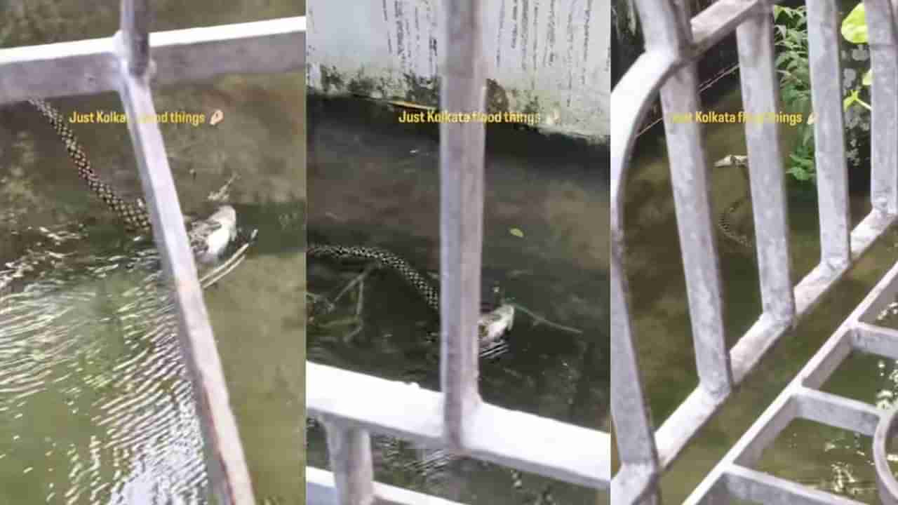 Video: ಪ್ರವಾಹದ ನಡುವೆ ಹಾವಿಗೆ ಸಿಕ್ತು ಭರ್ಜರಿ ಬೇಟೆ: ಮೀನನ್ನು ಬಾಯಲ್ಲಿ ಕಚ್ಚಿಕೊಂಡು ಈಜಿದ ಹಾವು