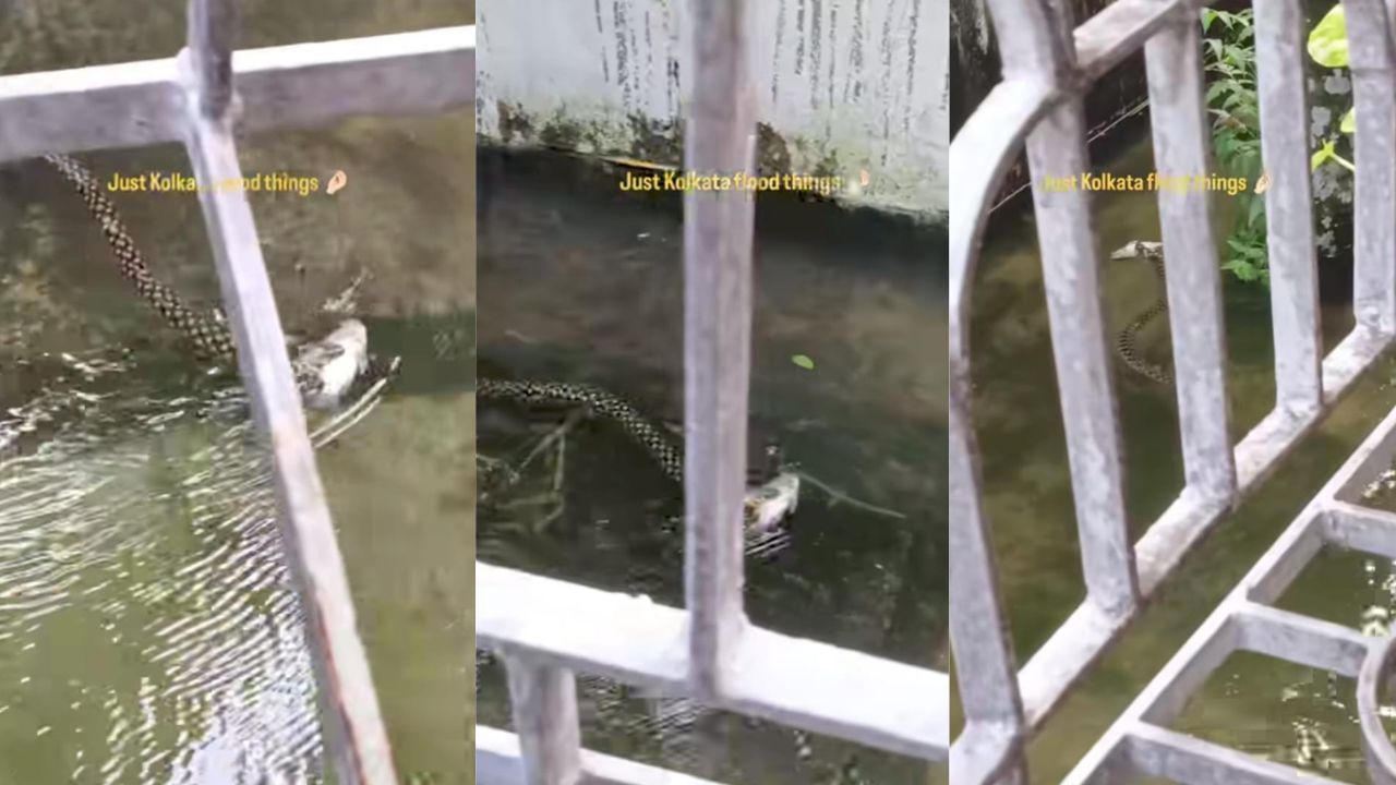 Video: ಪ್ರವಾಹದ ನಡುವೆ ಹಾವಿಗೆ ಸಿಕ್ತು ಭರ್ಜರಿ ಬೇಟೆ: ಮೀನನ್ನು ಬಾಯಲ್ಲಿ ಕಚ್ಚಿಕೊಂಡು ಈಜಿದ ಹಾವು