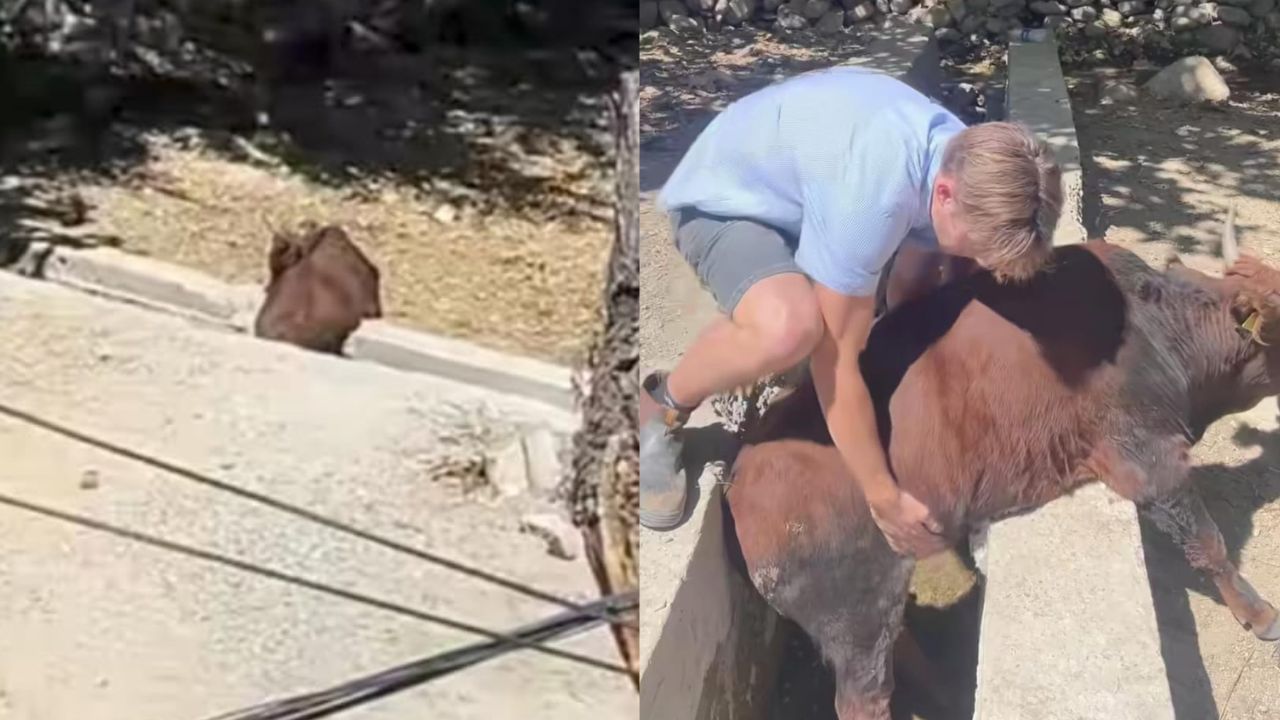 Video: ಚರಂಡಿಗೆ ಬಿದ್ದ ಹಸುವನ್ನು ರಕ್ಷಿಸಿ ಮಾನವೀಯತೆ ಮೆರೆದ ವಿದೇಶಿಗ