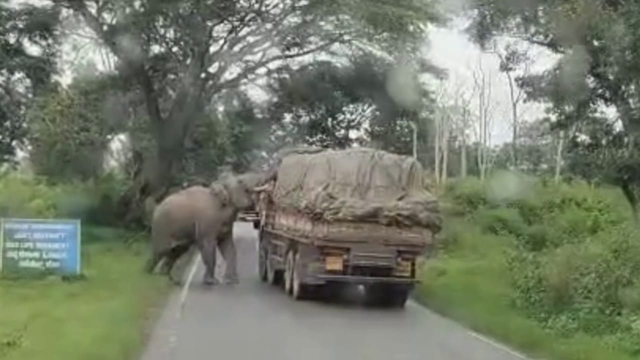 ಬಂಡೀಪುರ ಊಟಿ ಮಾರ್ಗದಲ್ಲಿ ಸುಂಕ ಕೊಡದೆ ಮುಂದಕ್ಕೋಗಲು ಬಿಡಲ್ಲ ಈ ಗಜರಾಜ! ವಿಡಿಯೋ ನೋಡಿ
