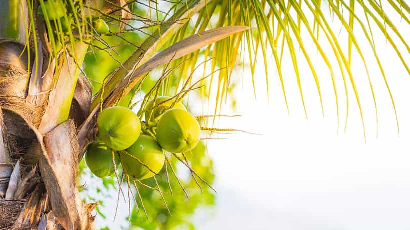 World Coconut Day 2025: ತೆಂಗು ದಿನದ ಆಚರಣೆಯ ಹಿನ್ನೆಲೆ, ಮಹತ್ವದ ಬಗ್ಗೆ ನಿಮ್ಗೊತ್ತಾ?