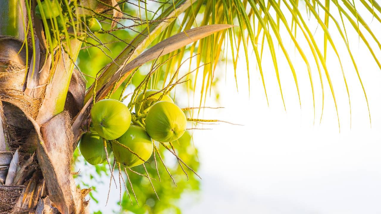 World Coconut Day 2025: ತೆಂಗು ದಿನದ ಆಚರಣೆಯ ಹಿನ್ನೆಲೆ, ಮಹತ್ವದ ಬಗ್ಗೆ ನಿಮ್ಗೊತ್ತಾ?