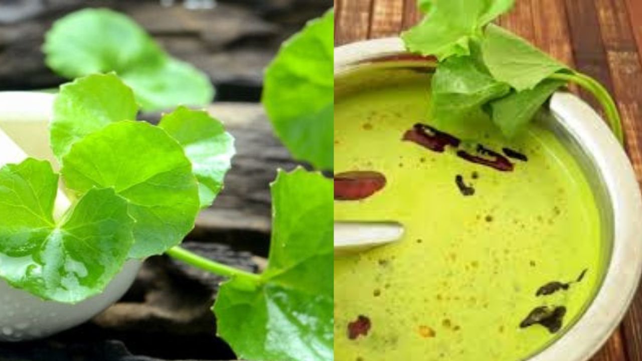 ಮಕ್ಕಳು ಓದಿದಷ್ಟನ್ನು ಸರಿಯಾಗಿ ನೆನಪಿಟ್ಟುಕೊಳ್ಳಬೇಕು ಅಂದ್ರೆ ವಾರಕ್ಕೊಮ್ಮೆ ಈ ತಂಬುಳಿ ಮಾಡಿಕೊಡಿ ಮಕ್ಕಳು ಓದಿದಷ್ಟನ್ನು ಸರಿಯಾಗಿ ನೆನಪಿಟ್ಟುಕೊಳ್ಳಬೇಕು ಅಂದ್ರೆ ವಾರಕ್ಕೊಮ್ಮೆ ಈ ತಂಬುಳಿ ಮಾಡಿಕೊಡಿ