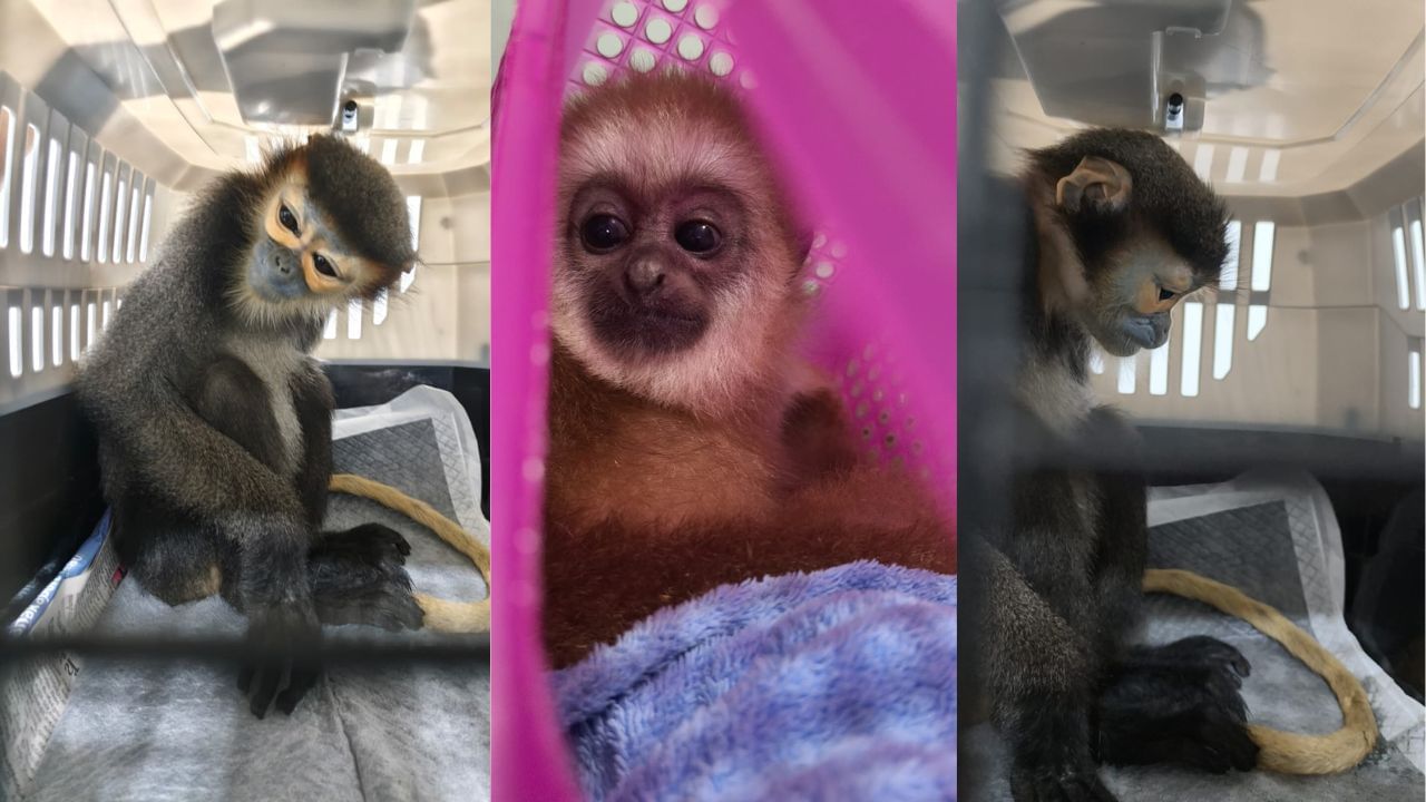 ಬ್ಯಾಂಕಾಕ್​ನಿಂದ ಅಕ್ರಮವಾಗಿ ಪ್ರಾಣಿಗಳ ಸಾಗಾಟ: ಬೆಂಗಳೂರು ಏರ್​ಪೋರ್ಟ್​ನಲ್ಲಿ ಆರೋಪಿ ಲಾಕ್​