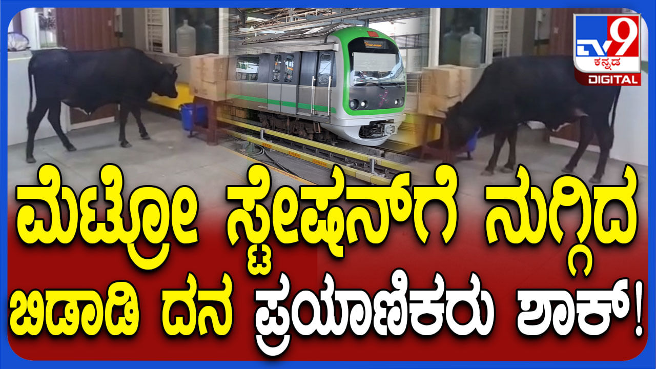 ಬನಶಂಕರಿ ಮೆಟ್ರೋ ಸ್ಟೇಷನ್​ ಒಳಗೆ ಬೀಡಾಡಿ ದನ; ಸೋಶಿಯಲ್ ಮೀಡಿಯಾದಲ್ಲಿ ವಿಡಿಯೋ ವೈರಲ್