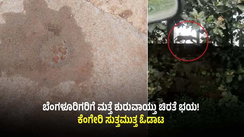 ಬೆಂಗಳೂರಿನಲ್ಲಿ ಚಿರತೆ ಓಡಾಟ: ಭಯದಲ್ಲಿ ಮನೆಯಿಂದ ಹೊರಬರದ ಜನ