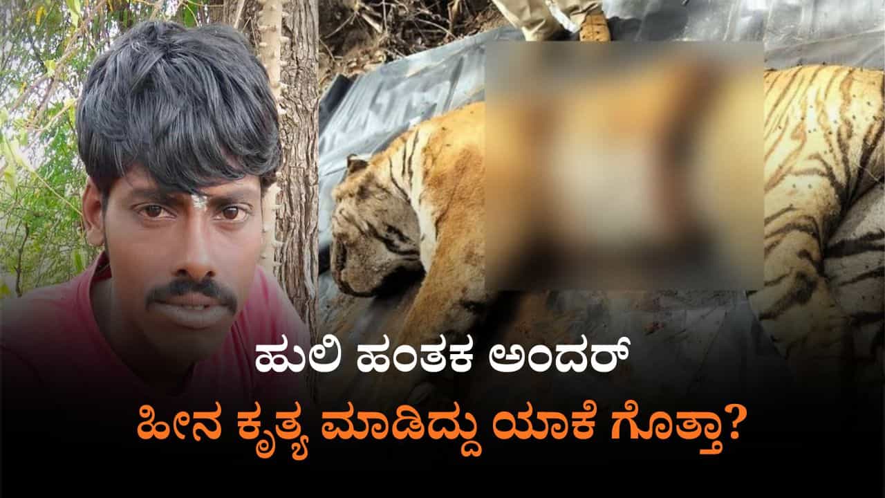 ಹುಲಿ ಹತ್ಯೆಯ ಪ್ರಮುಖ ಆರೋಪಿ ಅರೆಸ್ಟ್​; ಹಸು ಕೊಂದಿದ್ದಕ್ಕೆ ಸಿಟ್ಟಲ್ಲಿ ಹೀನ ಕೃತ್ಯ