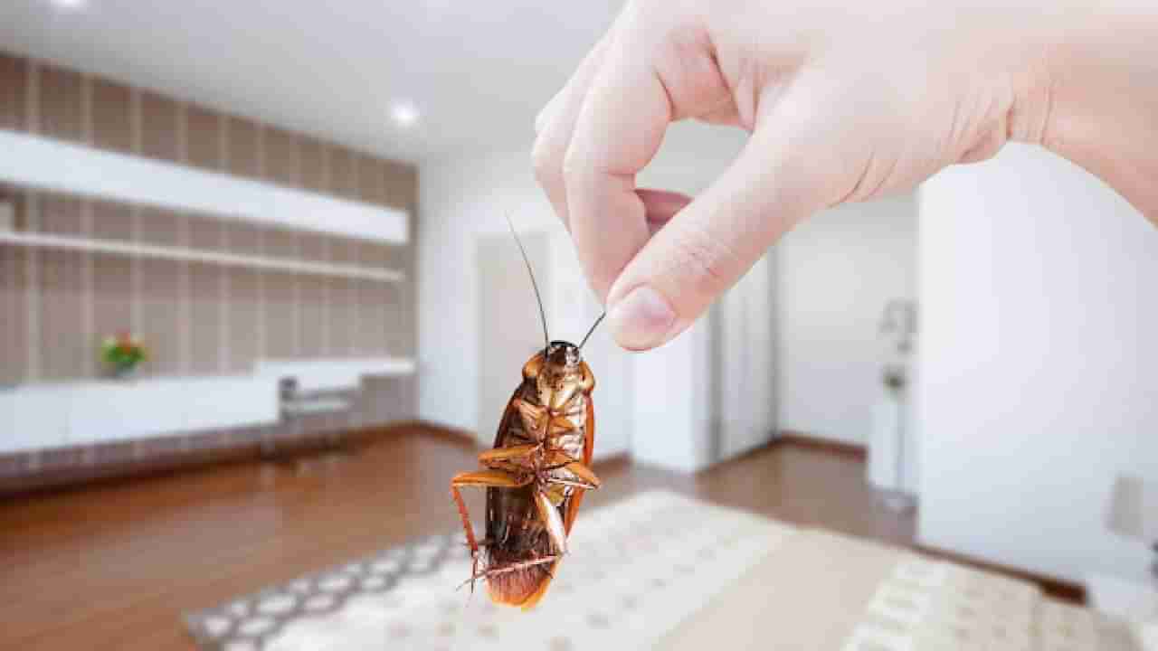 ಮನೆ ತುಂಬಾ ಜಿರಳೆಗಳ ಕಾಟವೇ? ಕಾಕ್ರೋಜ್ಗಳನ್ನು ಓಡಿಸಲು ಇಲ್ಲಿವೆ ಸಿಂಪಲ್ ಟ್ರಿಕ್ಸ್