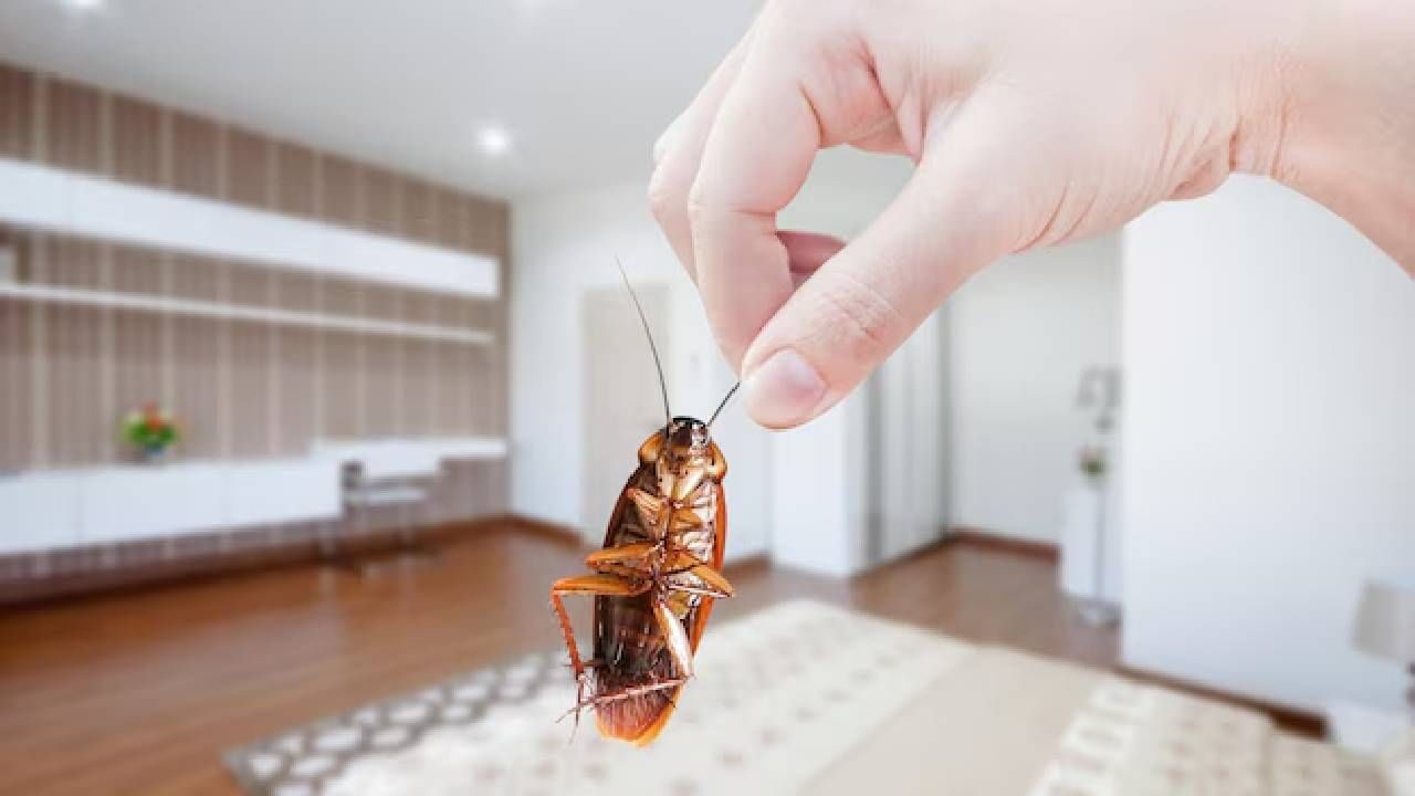 ಮನೆ ತುಂಬಾ ಜಿರಳೆಗಳ ಕಾಟವೇ? ಕಾಕ್ರೋಜ್‌ಗಳನ್ನು ಓಡಿಸಲು ಇಲ್ಲಿವೆ ಸಿಂಪಲ್‌ ಟ್ರಿಕ್ಸ್‌