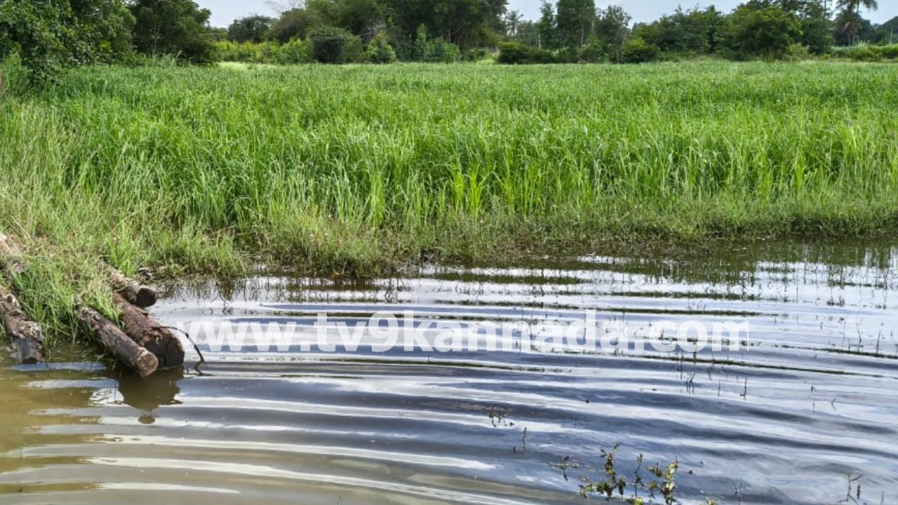ಬೆಳೆಹಾನಿಗೆ ಪರಿಹಾರ ಬೇಕೇ? ಹಾಗಿದ್ದರೆ ರೈತರು ಈ ಪಟ್ಟಿಯನ್ನು ಪರಿಶೀಲಿಸಲೇಬೇಕು