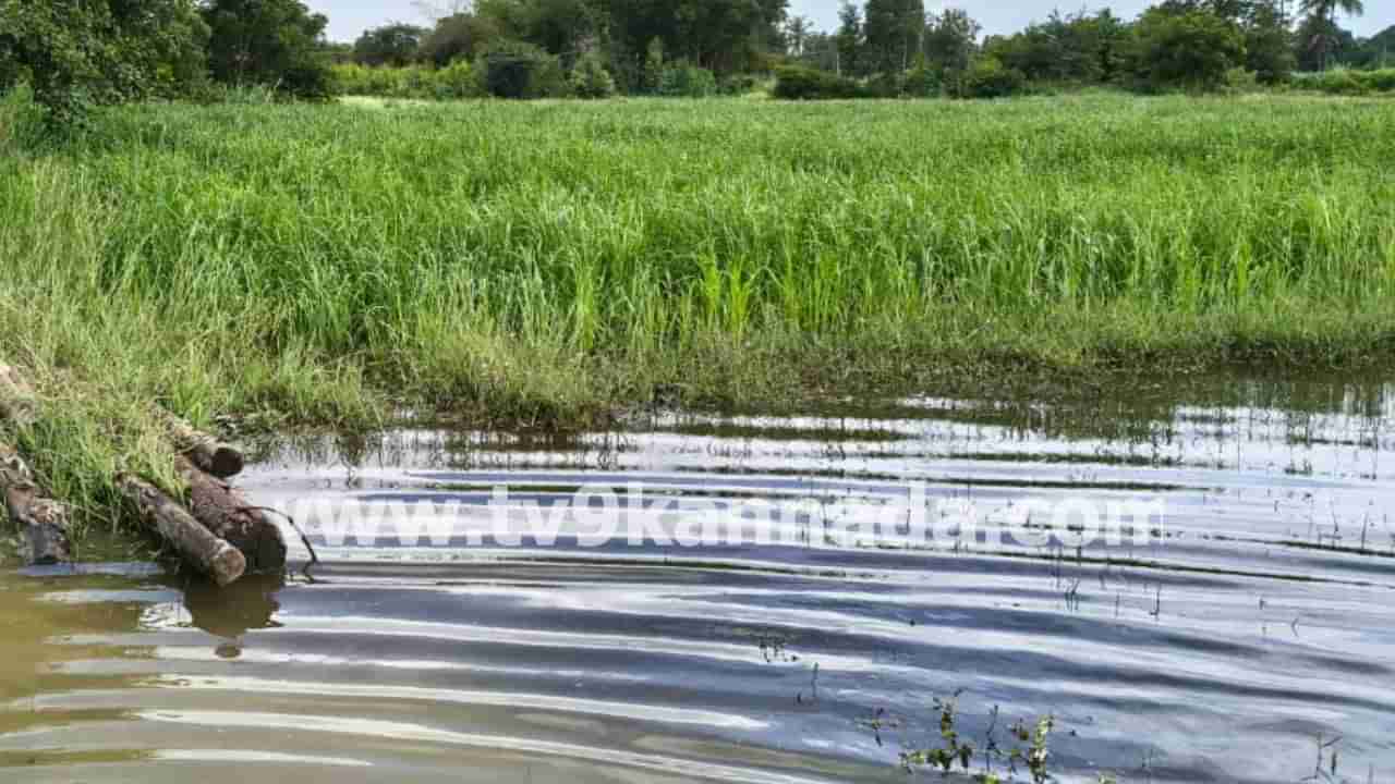 ಬೆಳೆಹಾನಿಗೆ ಪರಿಹಾರ ಬೇಕೇ? ಹಾಗಿದ್ದರೆ ರೈತರು ಈ ಪಟ್ಟಿಯನ್ನು ಪರಿಶೀಲಿಸಲೇಬೇಕು