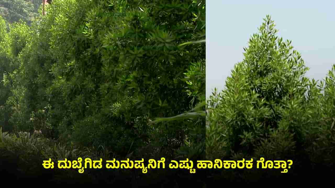 ಬೆಂಗಳೂರಿನಲ್ಲಿ ಡೇಂಜರ್ಸ್ ದುಬೈಗಿಡ: ಕೋನೋ ಕಾರ್ಪಸ್ ಮನುಷ್ಯನಿಗೆ ಎಷ್ಟು ಡೇಂಜರ್ ಗೊತ್ತಾ?