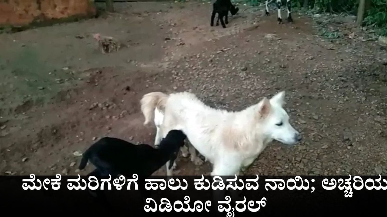 ಮೇಕೆ ಮರಿಗಳಿಗೆ ಹಾಲು ಕುಡಿಸುವ ನಾಯಿ; ಅಚ್ಚರಿಯ ವಿಡಿಯೋ ವೈರಲ್