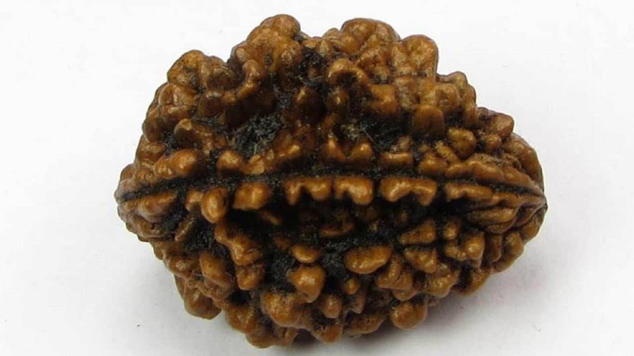 Dvimukhi Rudraksha: ದ್ವಿಮುಖ ರುದ್ರಾಕ್ಷಿ ಧಾರಣೆಯಿಂದ ಸಿಗುವ ಲಾಭ ಮತ್ತು ಆಧ್ಯಾತ್ಮಿಕ ಪ್ರಭಾವ