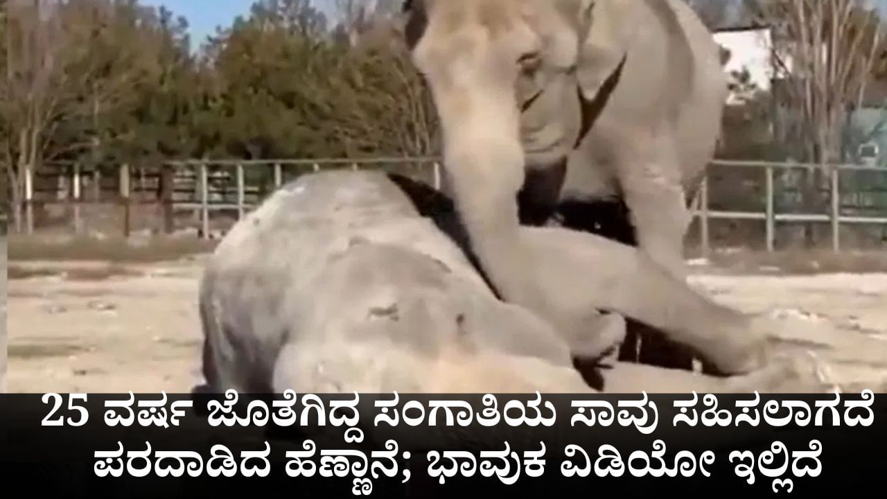 25 ವರ್ಷ ಜೊತೆಗಿದ್ದ ಸಂಗಾತಿಯ ಸಾವು ಸಹಿಸಲಾಗದೆ ಪರದಾಡಿದ ಹೆಣ್ಣಾನೆ; ಭಾವುಕ ವಿಡಿಯೋ ಇಲ್ಲಿದೆ 25 ವರ್ಷ ಜೊತೆಗಿದ್ದ ಸಂಗಾತಿಯ ಸಾವು ಸಹಿಸಲಾಗದೆ ಪರದಾಡಿದ ಹೆಣ್ಣಾನೆ; ಭಾವುಕ ವಿಡಿಯೋ ಇಲ್ಲಿದೆ