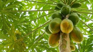 Hanuman Blessings: ಸರಳವಾಗಿ ಹನುಮಂತನ ಅನುಗ್ರಹ ಪಡೆಯುವುದು ಹೇಗೆ? ಈ ಕ್ರಮ ಅನುಸರಿಸಿ