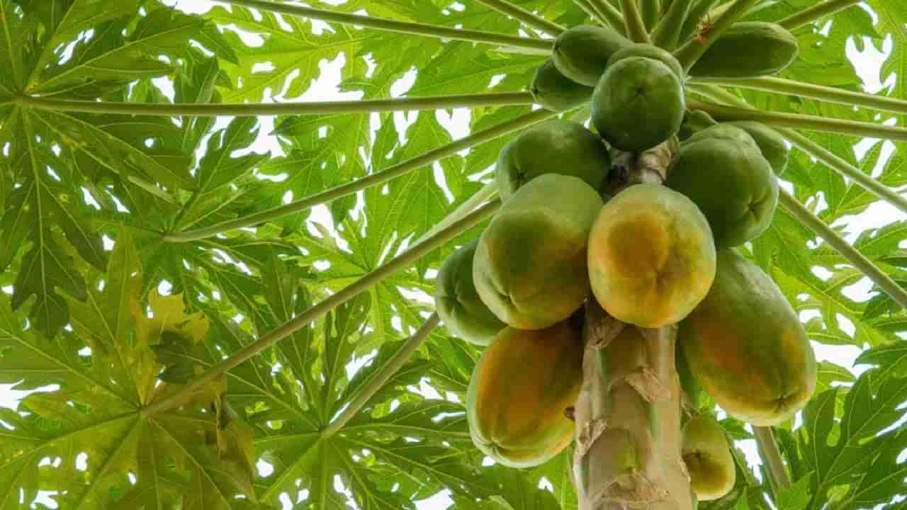 Daily Devotional: ಮನೆಯ ಸುತ್ತ ಮುತ್ತ ಪಪ್ಪಾಯ ಗಿಡವಿದ್ರೆ ಕಂಟಕ ತಪ್ಪಿದ್ದಲ್ಲ!