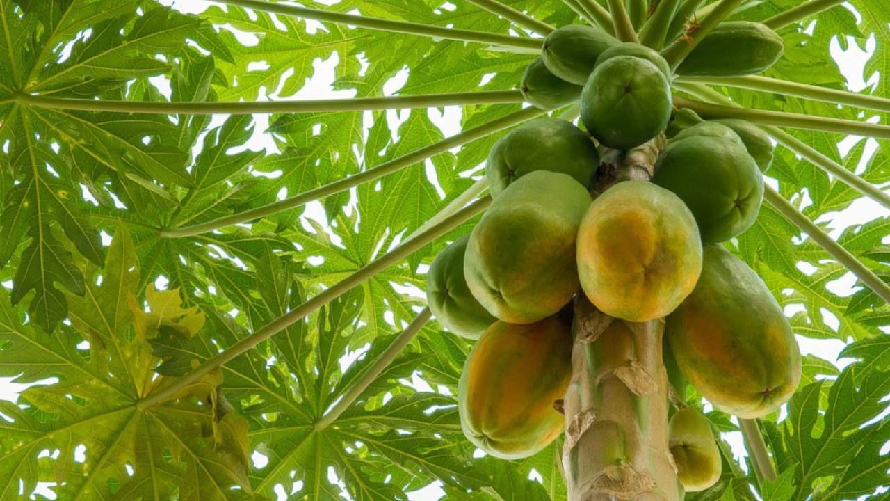 Daily Devotional: ಮನೆಯ ಸುತ್ತ ಮುತ್ತ ಪಪ್ಪಾಯ ಗಿಡವಿದ್ರೆ ಕಂಟಕ ತಪ್ಪಿದ್ದಲ್ಲ!