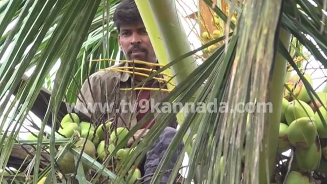 ಕಳ್ಳ ಎಂದು ಅಟ್ಟಾಡಿಸಿದ ಗ್ರಾಮಸ್ಥರು, ಭಯದಿಂದ ತೆಂಗಿನ ಮರವೇರಿ ಕುಳಿತ ಯುವಕ!