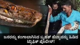 ಜನರನ್ನು ಕಂಗಾಲಾಗಿಸಿದ ಬೃಹತ್ ಹೆಬ್ಬಾವನ್ನು ಹಿಡಿದ ಟ್ರಾಫಿಕ್ ಪೊಲೀಸ್! ಜನರನ್ನು ಕಂಗಾಲಾಗಿಸಿದ ಬೃಹತ್ ಹೆಬ್ಬಾವನ್ನು ಹಿಡಿದ ಟ್ರಾಫಿಕ್ ಪೊಲೀಸ್!