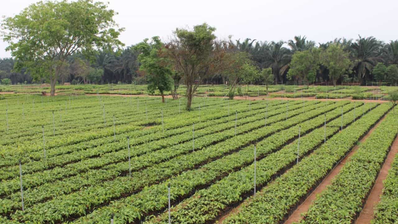 'ಕಾವೇರಿ ಕಾಲಿಂಗ್'​ ಯೋಜನೆ: ಇಶಾ ಸಂಸ್ಥೆಯಿಂದ ರೈತರಿಗೆ ವಿತರಿಸಲು ಸಸಿಗಳು ರೆಡಿ