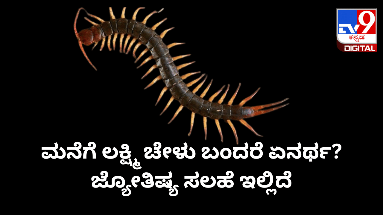 Daily Devotional: ಮನೆಗೆ ಲಕ್ಷ್ಮಿ ಚೇಳು ಬಂದರೆ ಏನರ್ಥ? ಜ್ಯೋತಿಷ್ಯ ಸಲಹೆ ಇಲ್ಲಿದೆ