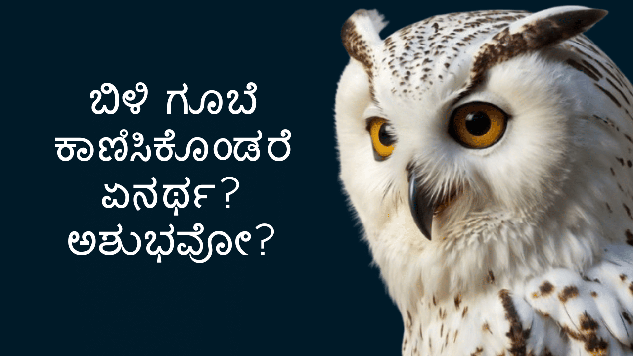 White Owl: ಬಿಳಿ ಗೂಬೆ ಕಾಣಿಸಿಕೊಂಡರೆ ಏನರ್ಥ? ಜ್ಯೋತಿಷಿಗಳು ಹೇಳುವುದೇನು? White Owl: ಬಿಳಿ ಗೂಬೆ ಕಾಣಿಸಿಕೊಂಡರೆ ಏನರ್ಥ? ಜ್ಯೋತಿಷಿಗಳು ಹೇಳುವುದೇನು?