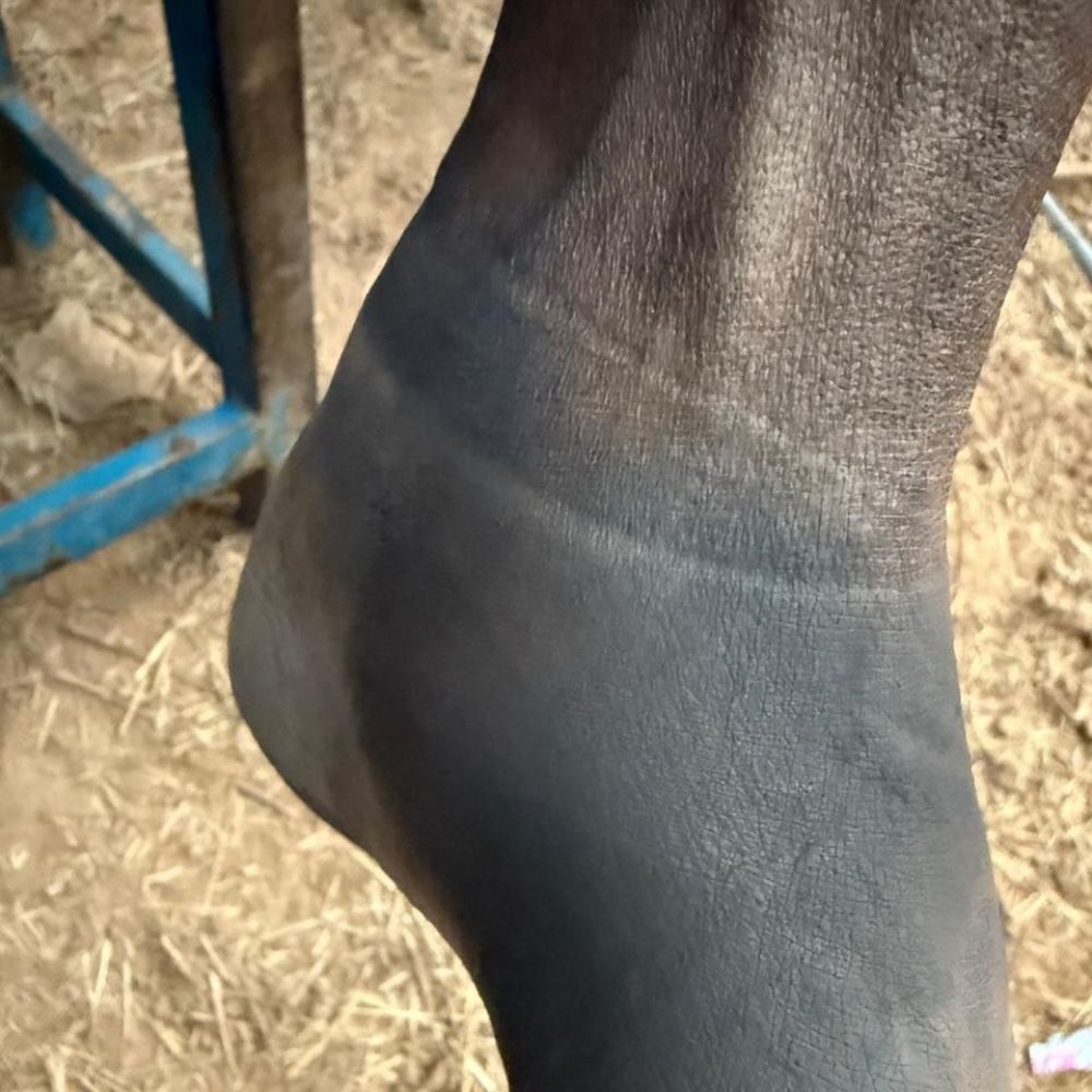 ರಿಷಬ್ ಹಂಚಿಕೊಂಡಿರುವ ಚಿತ್ರಗಳಲ್ಲಿ ರಿಷಬ್ ಕಾಲುಗಳು ಕಪ್ಪೆದ್ದು ಹೋಗಿವೆ. ಬಟ್ಟೆಗಳು ಬಿಗಿಯಾಗಿ ಕಟ್ಟಿದ್ದಕ್ಕೆ ರಕ್ತಚಲನೆ ಇಲ್ಲದೆ ಚರ್ಮ ಮರಗಟ್ಟಿದಂತಾಗಿರುವುದು ಕಾಣುತ್ತಿದೆ. ಕಾಲು ಊದಿಕೊಂಡಿದೆ.