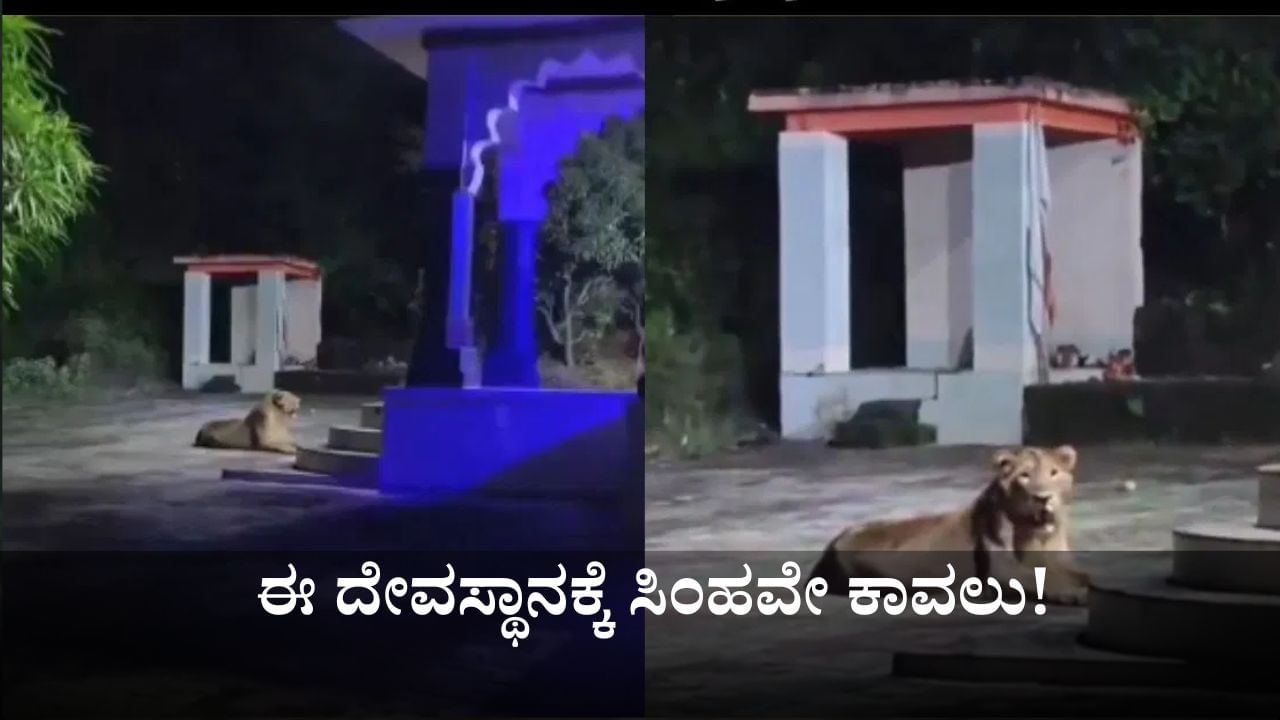 Viral Video: ಈ ದೇವಸ್ಥಾನಕ್ಕೆ ಸಿಂಹವೇ ಕಾವಲು!